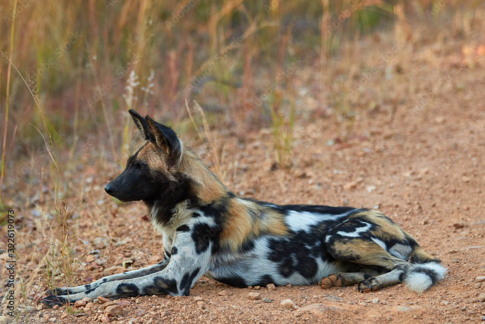 Fototapeta premium An African wild dog in Kafue National Park