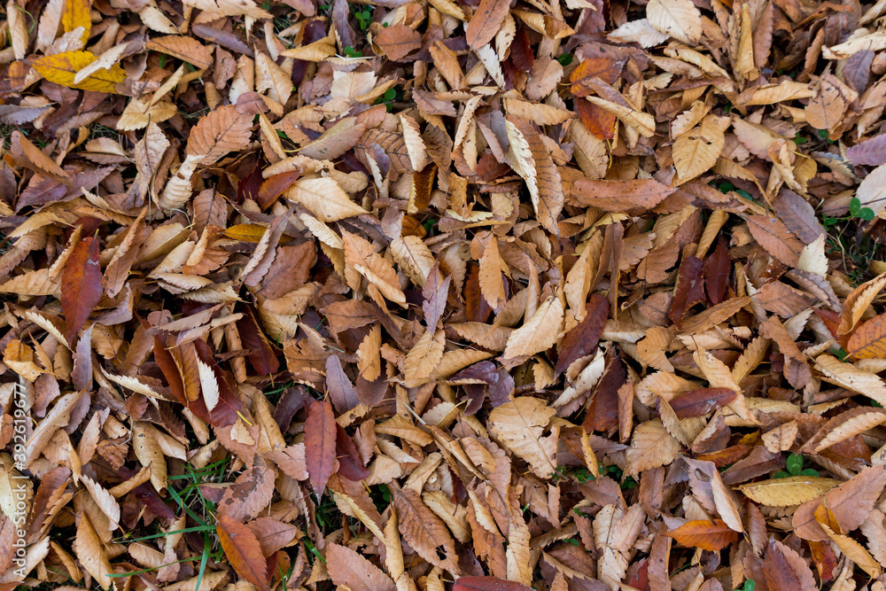 秋の公園のたくさんの落ち葉の様子