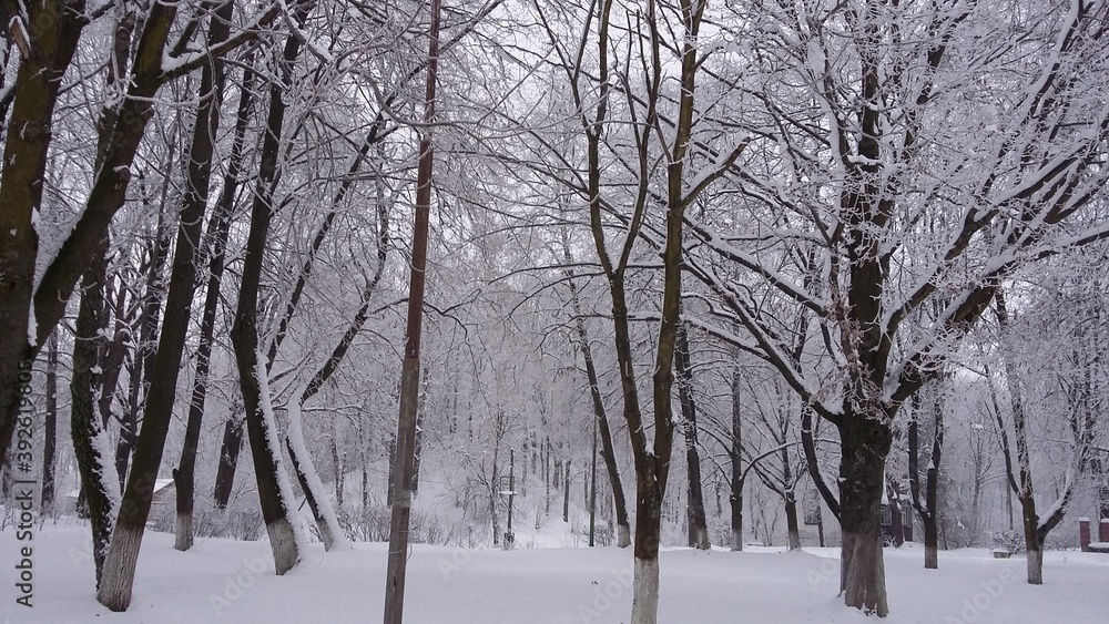 trees in winter trees in winter