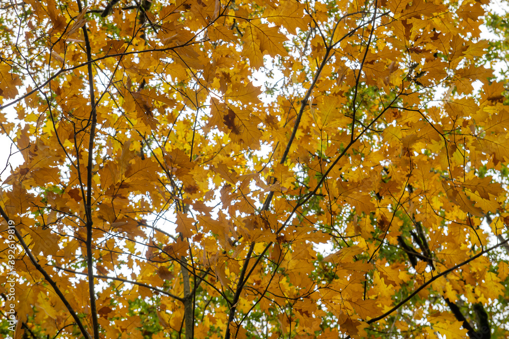 Red oak autumnal foliage