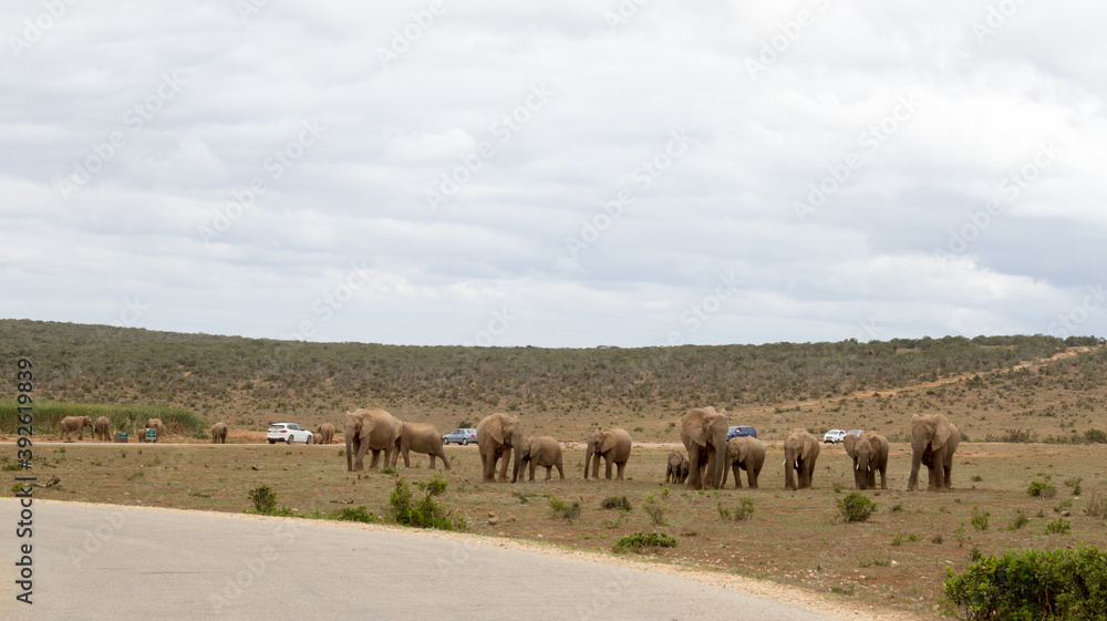 Addo Elephant National Park:  herd of elephant approaching Hapoor waterhole
