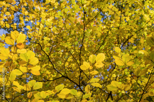 Beech tree autumnal foliage