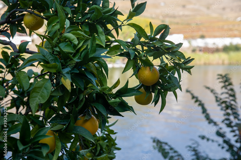 Close-up of orange tree Citrus sinensis fruits Close-up of orange tree Citrus sinensis fruits