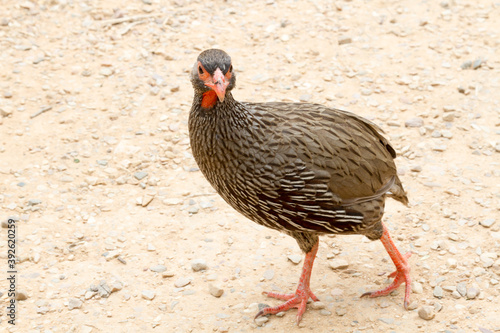 Addo Elephant National Park: Red necked Francolin begging for food at a picnic site