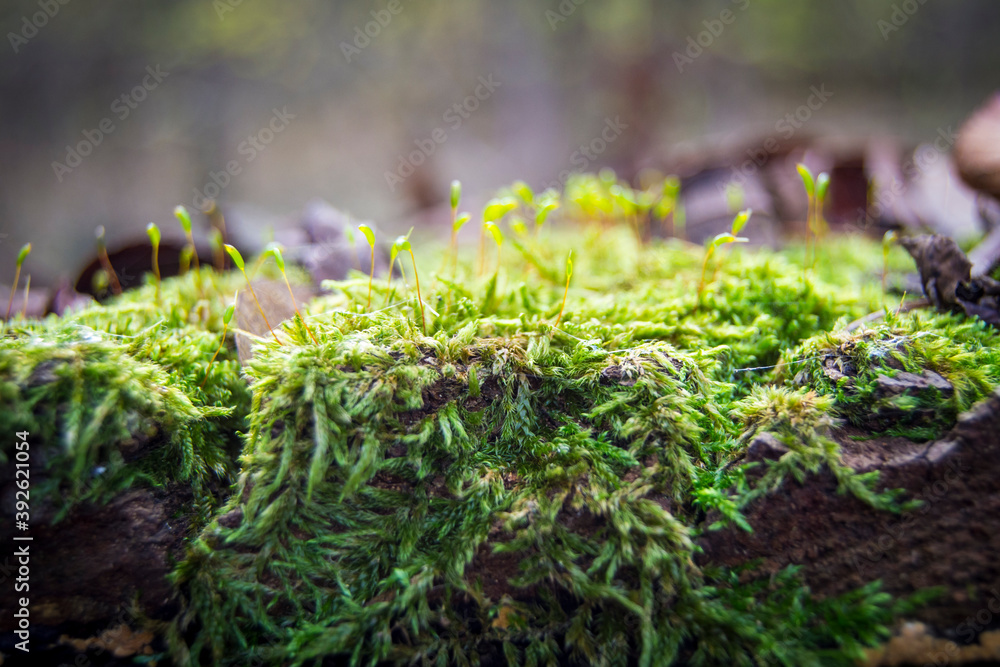 moss on the tree moss on the tree