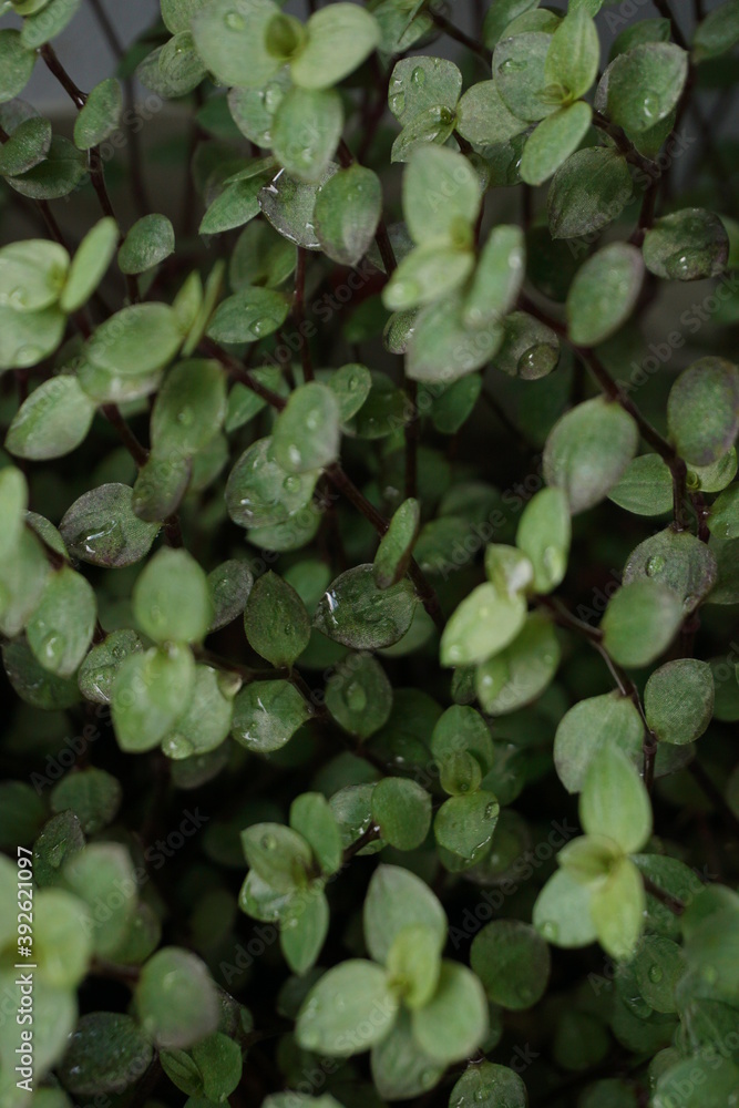 A close up of Callisia Repens (Tanaman Kribo) as ornamental foliage