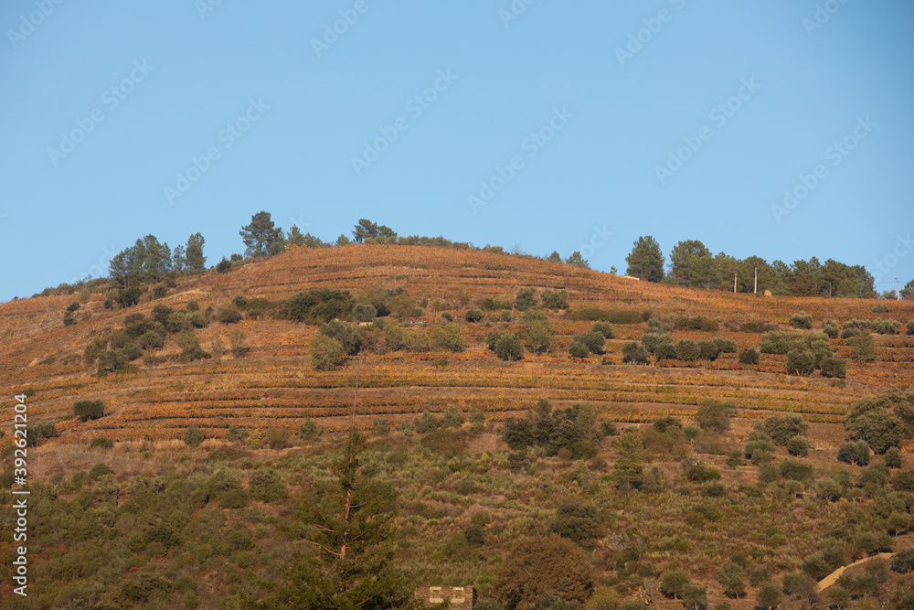 Autumn in Douro Valley, Portugal