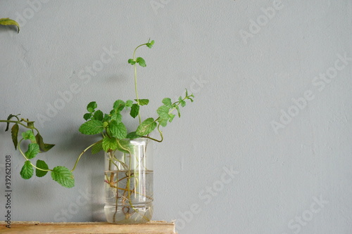 Blurry living house plants hanging on the wall as exterior decorations on negative space background