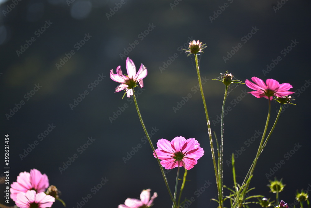 Obraz premium コスモスの花