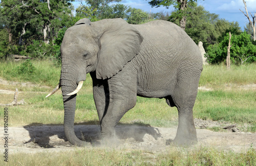 Elephant looking for salt  Moremi Game Reserve  Botswana 