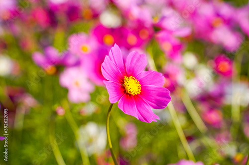 Cosmos flowers in a park