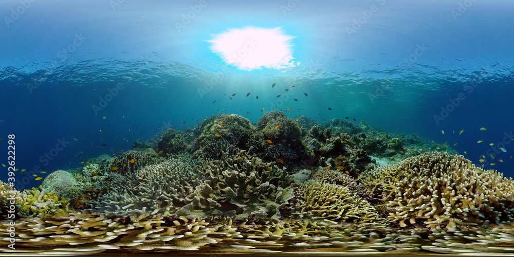 Coral Reef and Fishes Underwater. Underwater fish reef marine. Tropical colorful underwater seascape with coral reef. Philippines. 360 panorama VR