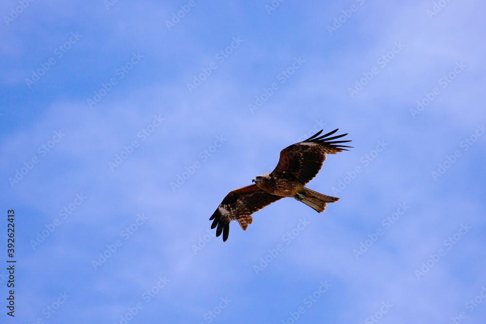 Obraz premium 大きな翼を広げて滑空する鳥 タイトル変更