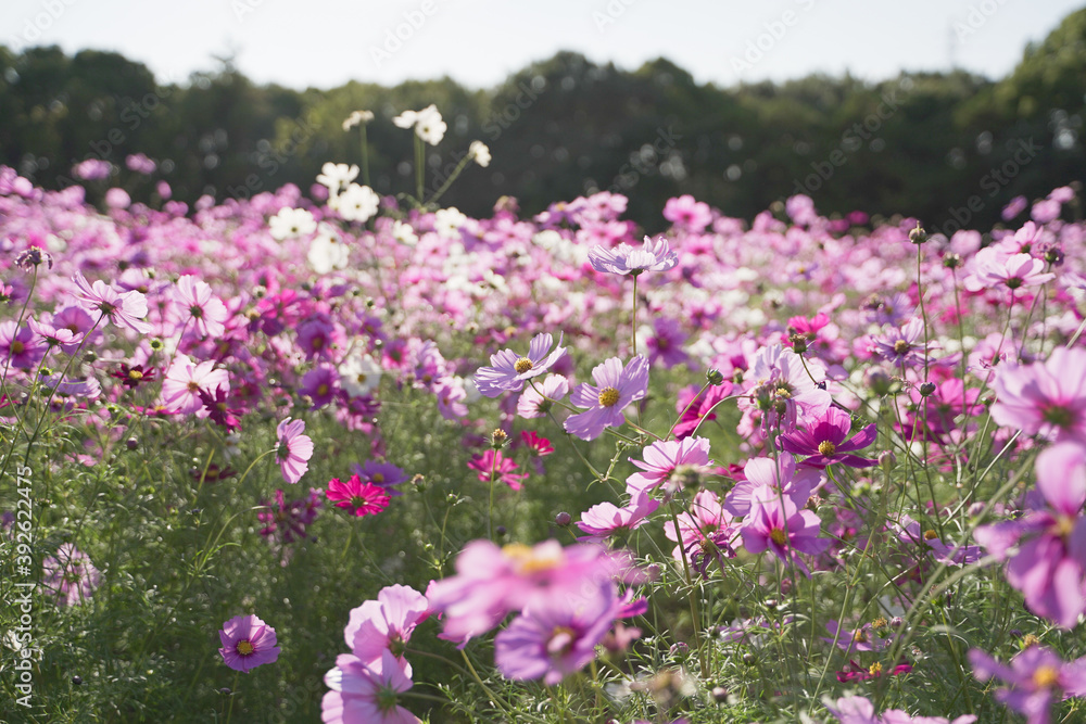 Cosmos flowers in a park Cosmos flowers in a park
