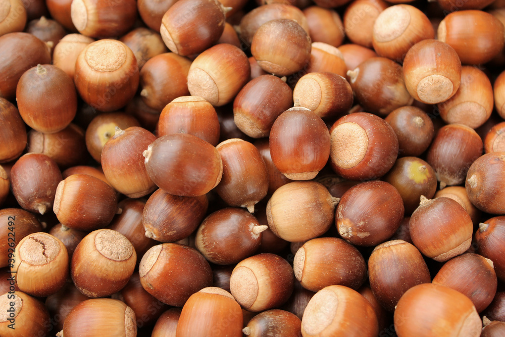 A lot of dried acorn. Autumn background A lot of dried acorn. Autumn background