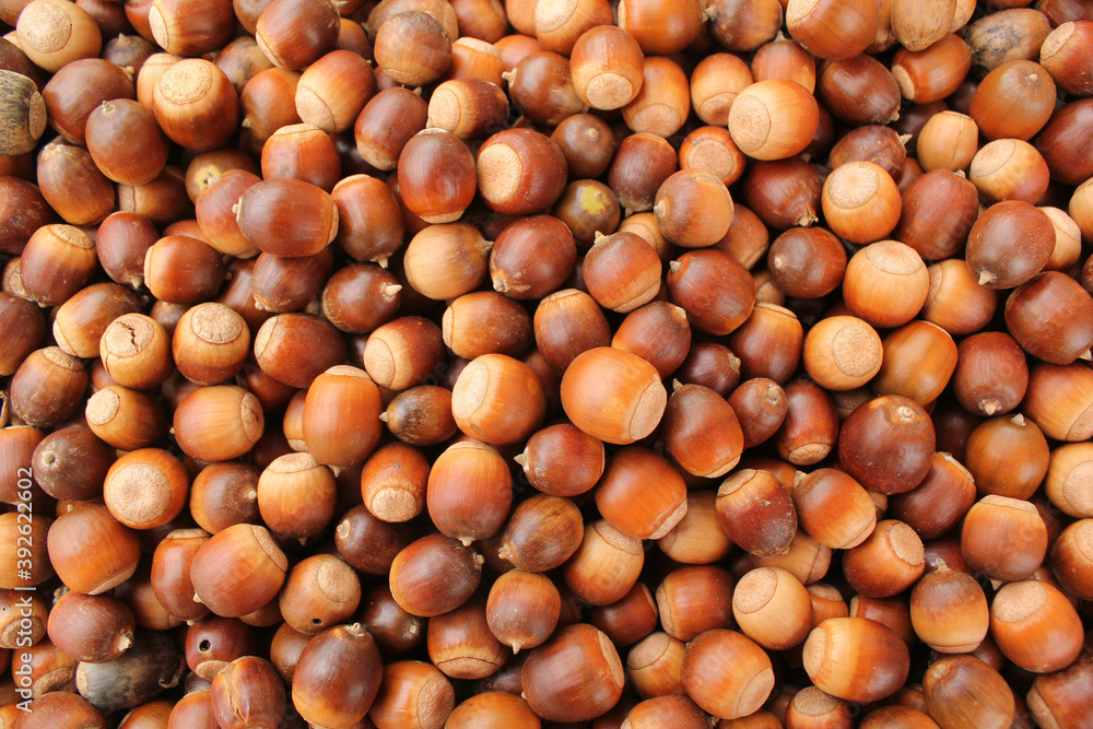 A lot of dried acorn. Autumn background A lot of dried acorn. Autumn background