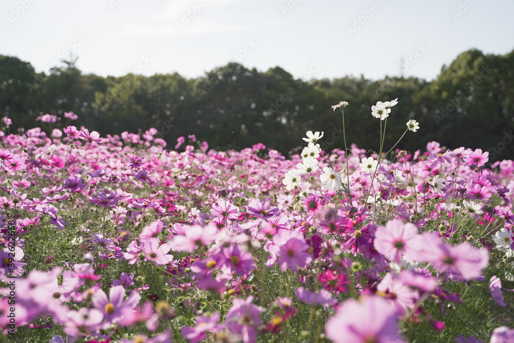 Cosmos flowers in a park