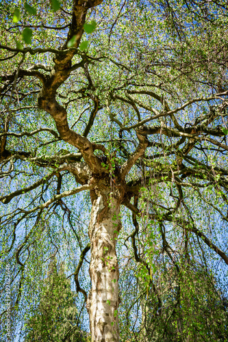 Silhouette of a birch tree with very fresh young green leaves in early spring.
