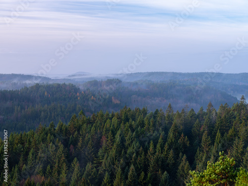 Coniferous trees in a woodland scene. Early morning mist is present