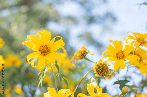 Yellow flower field.Tree Marigold or Maxican sunflower field (Dok buatong in thai ) at chiang rai province north of thailand.