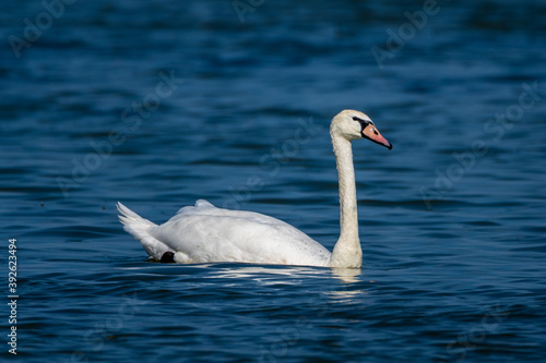 A wet swan rests in the waters of the Danube river