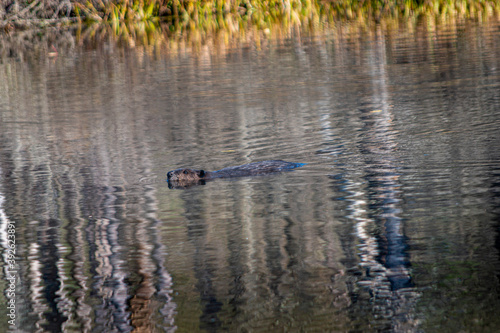 Beaver swimming in a pond in Cole Park just outside the small town of Windsor in Upstate NY 