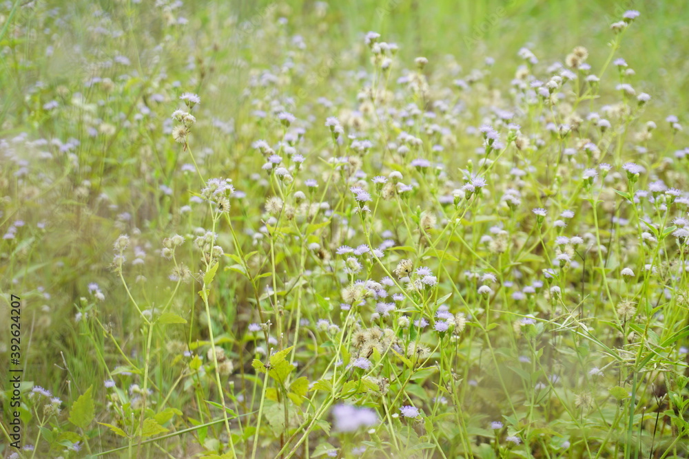 View of blooming purple wild flower in landscape. Blurry nature photography View of blooming purple wild flower in landscape. Blurry nature photography