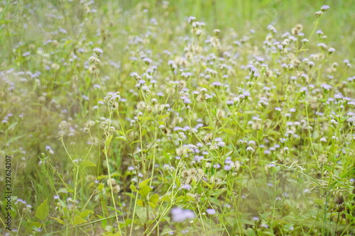 View of blooming purple wild flower in landscape. Blurry nature photography © DwiMulyani