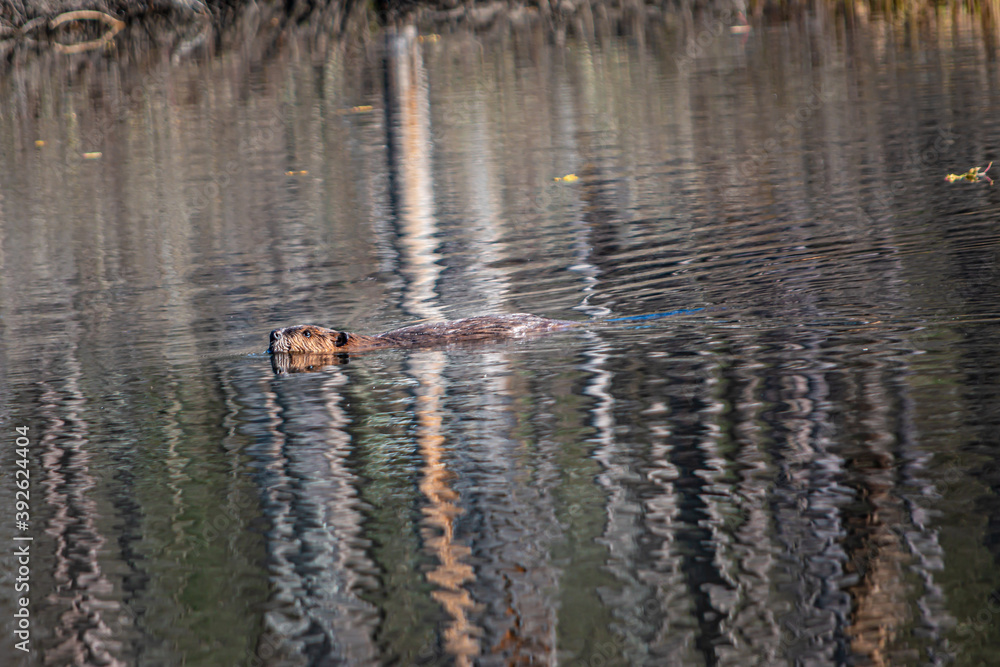 Beaver swimming in a pond in Cole Park just outside the small town of Windsor in Upstate NY	