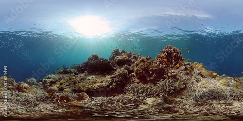 Coral reef and tropical fishes. The underwater world of the Philippines. Philippines. 360 panorama VR