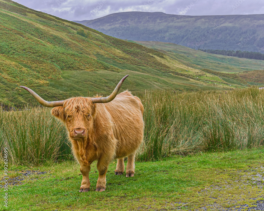 A Highland cow with shaggy golden hair and long horns stands on a patch of grass on a hillside in Glen Lyon, Scotland. - obrazy, fototapety, plakaty 