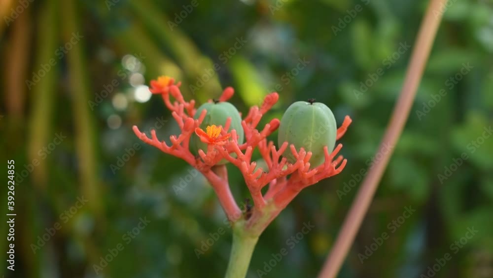 flower of Buddha belly plant or bottle scrub in backyard garden flower of Buddha belly plant or bottle scrub in backyard garden