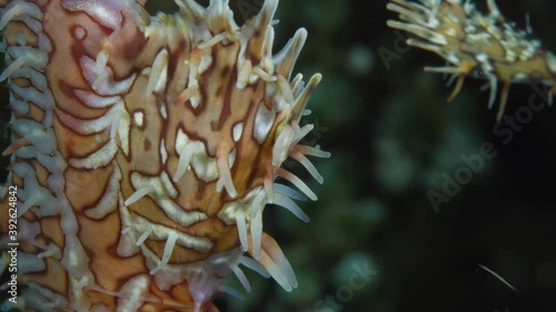 Harlequin-Ornate Ghostpipefish -Solenostomus paradoxus. Macro underwater world of Tulamben, Bali, Indonesia. 4k video. photo