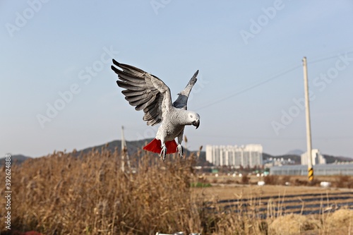 한국공원에서만난앵무새동호회회원들과같이찍은사잔입니다 photo