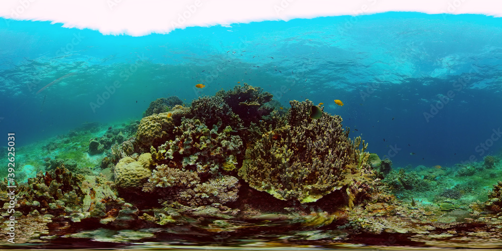 Marine life sea world. Underwater fish reef marine. Tropical colourful underwater seas. Philippines. 360 panorama VR