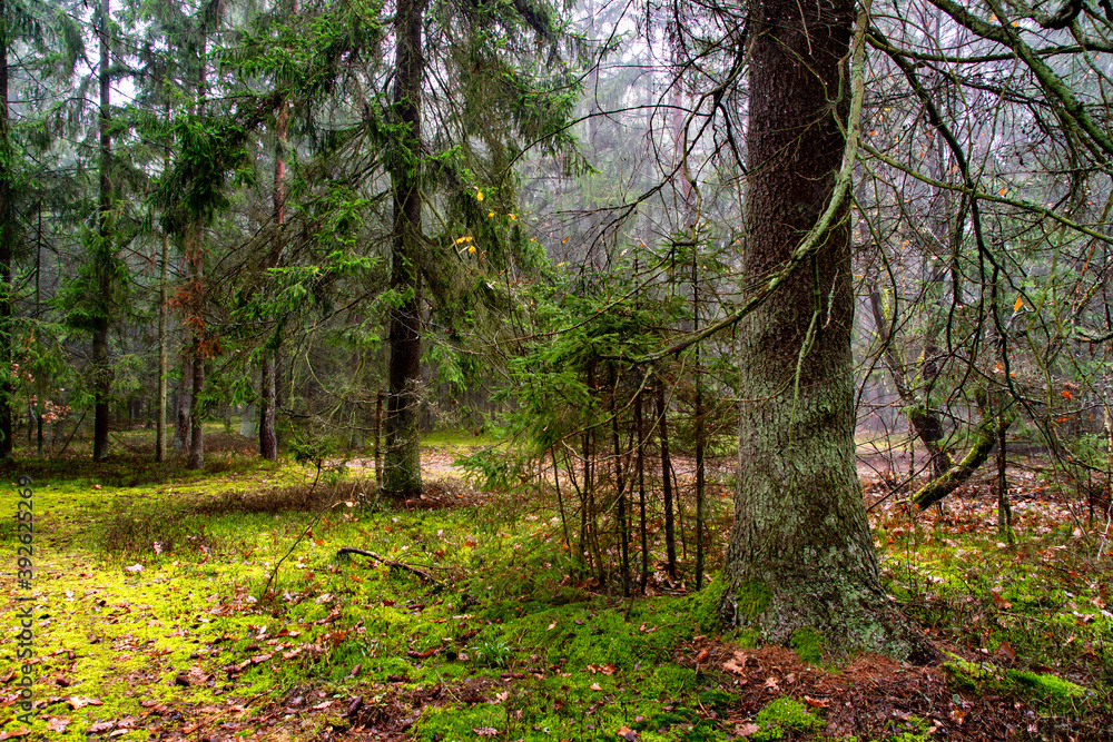 Pochmurny, jesienny dzień w Puszczy Knyszyńskiej, Podlasie, Polska Pochmurny, jesienny dzień w Puszczy Knyszyńskiej, Podlasie, Polska