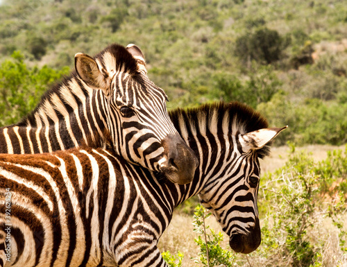 Addo Elephant National Park  Burchell s zebra portrait