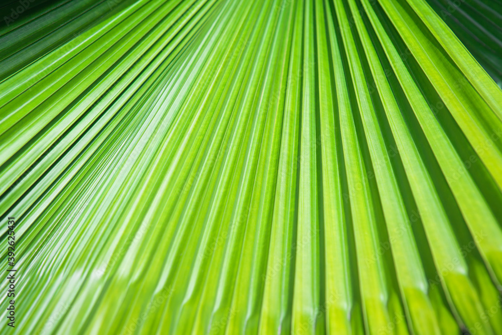 Striped leaf of tropical palm. Abstract green texture background. Striped leaf of tropical palm. Abstract green texture background.