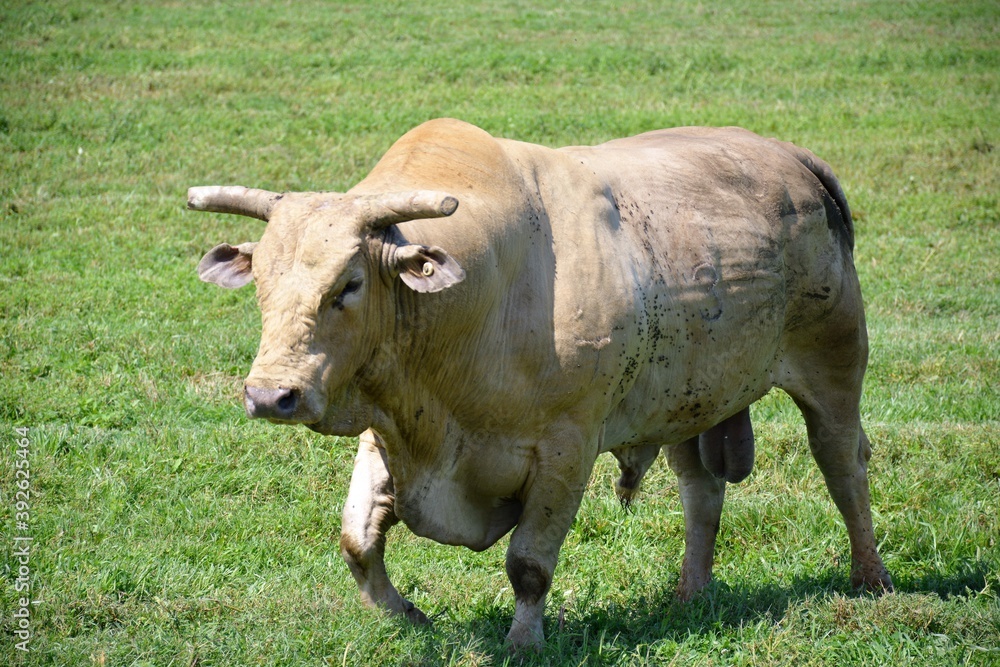 cow in a field cow in a field