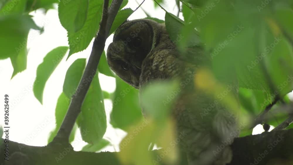 Close up of young long eared owl (Asio otus) sitting and sleeping on dense branch deep in crown of European common pear tree. Wildlife tranquil portrait footage of bird in natural habitat background. Close up of young long eared owl (Asio otus) sitting and sleeping on dense branch deep in crown of European common pear tree. Wildlife tranquil portrait footage of bird in natural habitat background.