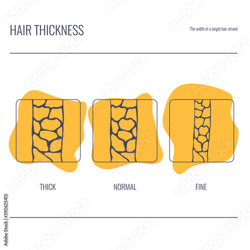 Hair thickness types set. Fine, normal, thick follicle classification. Single strand width. Anatomical structure linear scheme. Outline vector illustration. 
