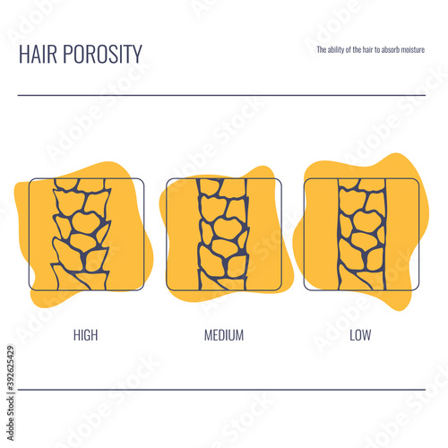 Hair porosity types classification set. Strand with low, normal and high cuticle porosity. Anatomical structure linear scheme. Outline vector illustration. 