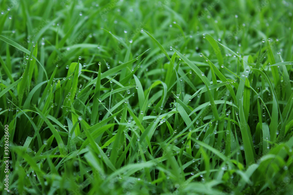 spring season abstract natural background of green rice farm close up with water drop . grass with water drops . spring season abstract natural background of green rice farm close up with water drop . grass with water drops .