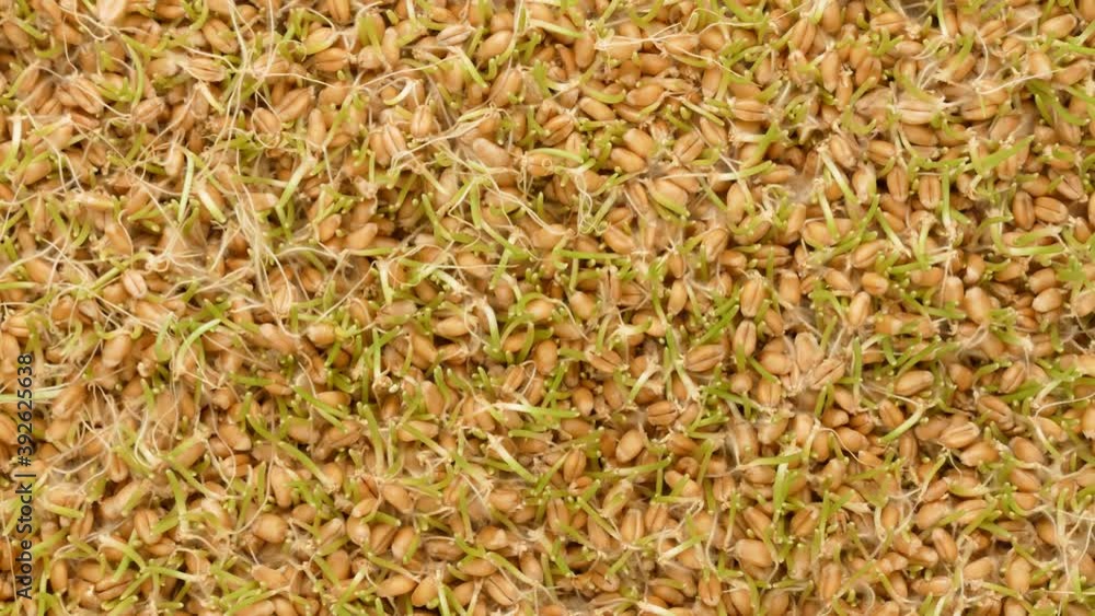 Germinated wheat, top view. Green sprouts, dolly shot. Germinated wheat, top view. Green sprouts, dolly shot.