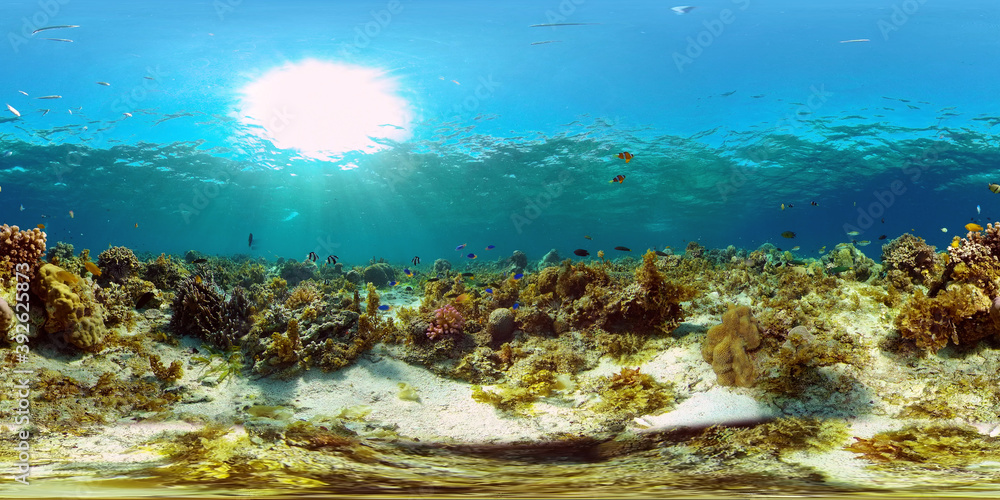 Coral reef and tropical fishes. Coral Reef and Fishes Underwater. The underwater world of the Philippines. 360 panorama VR