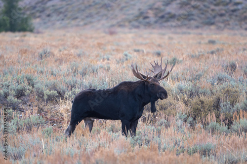 Bull moose in open meadow