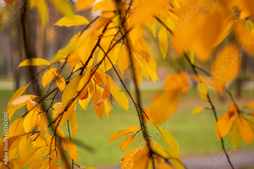 Kyiv  Ukraine     November 14 2020  Beautiful yellow leaves with bokeh background of autumn park with the yellow trees in foggy weather