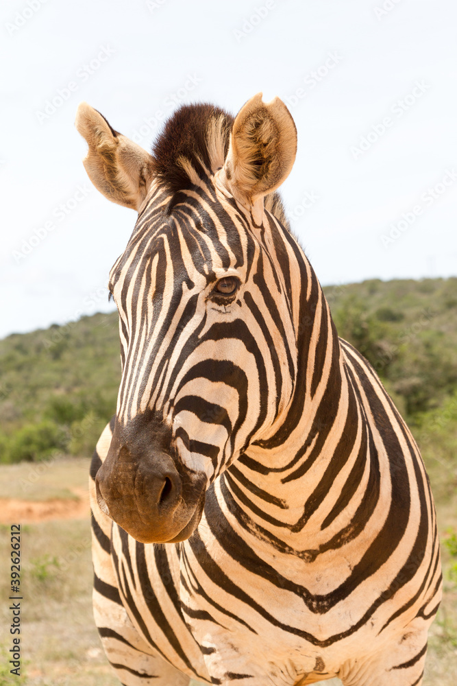 Addo Elephant National Park: Burchell's zebra portrait Addo Elephant National Park: Burchell's zebra portrait