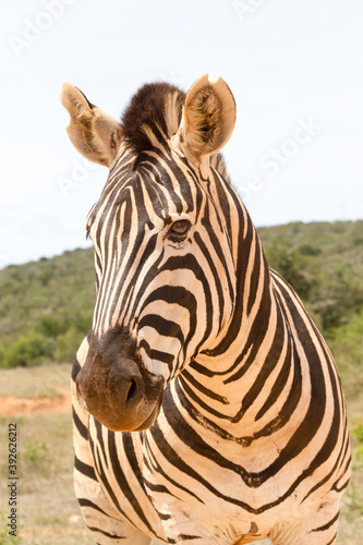 Addo Elephant National Park  Burchell s zebra portrait