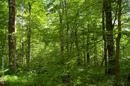 Wald © BarbaraP